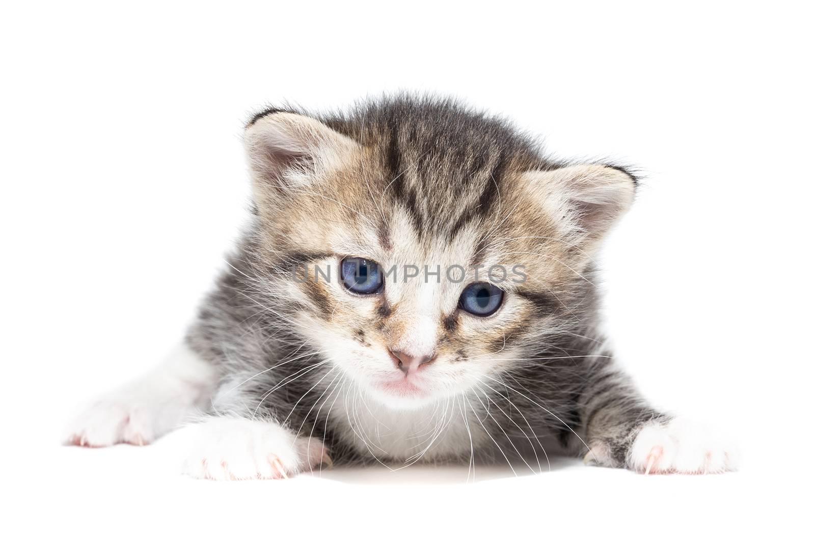 Playful gray kitten on a white background isolated