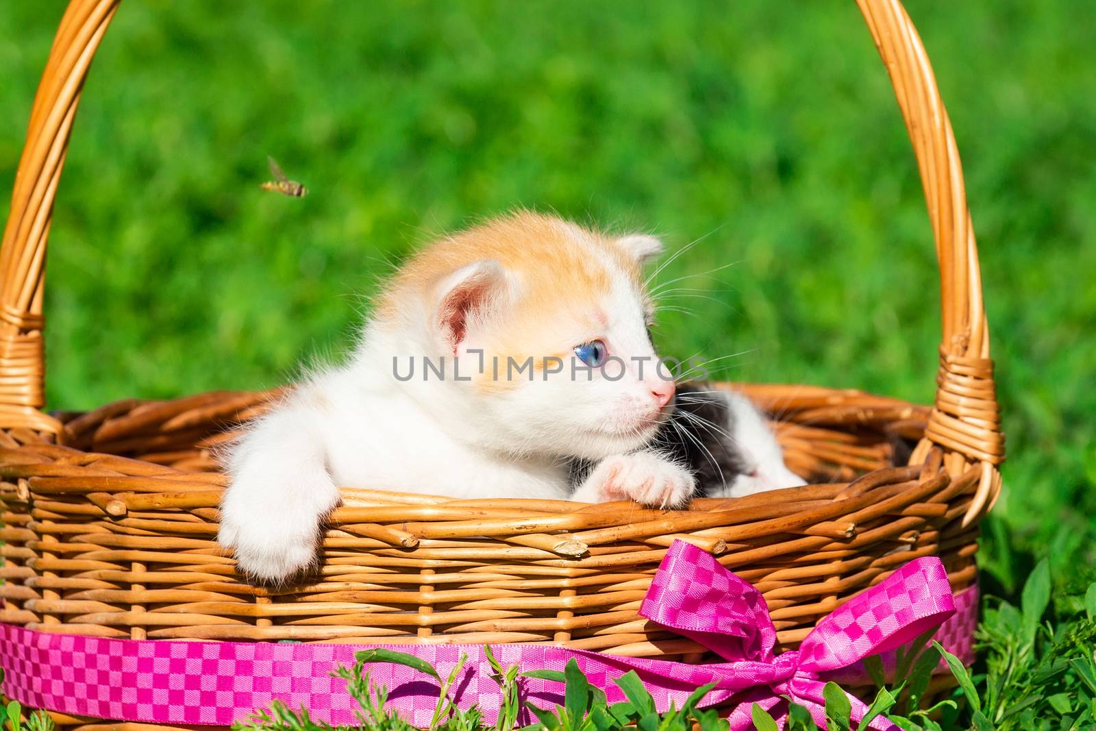 A small red kitten is sitting in a basket