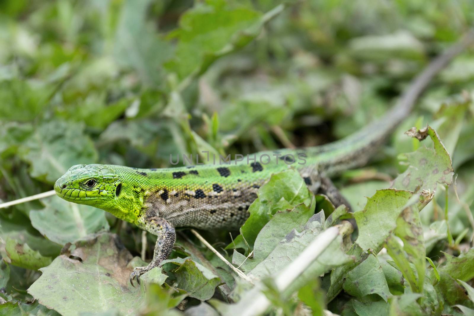 Green lizard (Lacerta agilis) sitting in the grass in garden