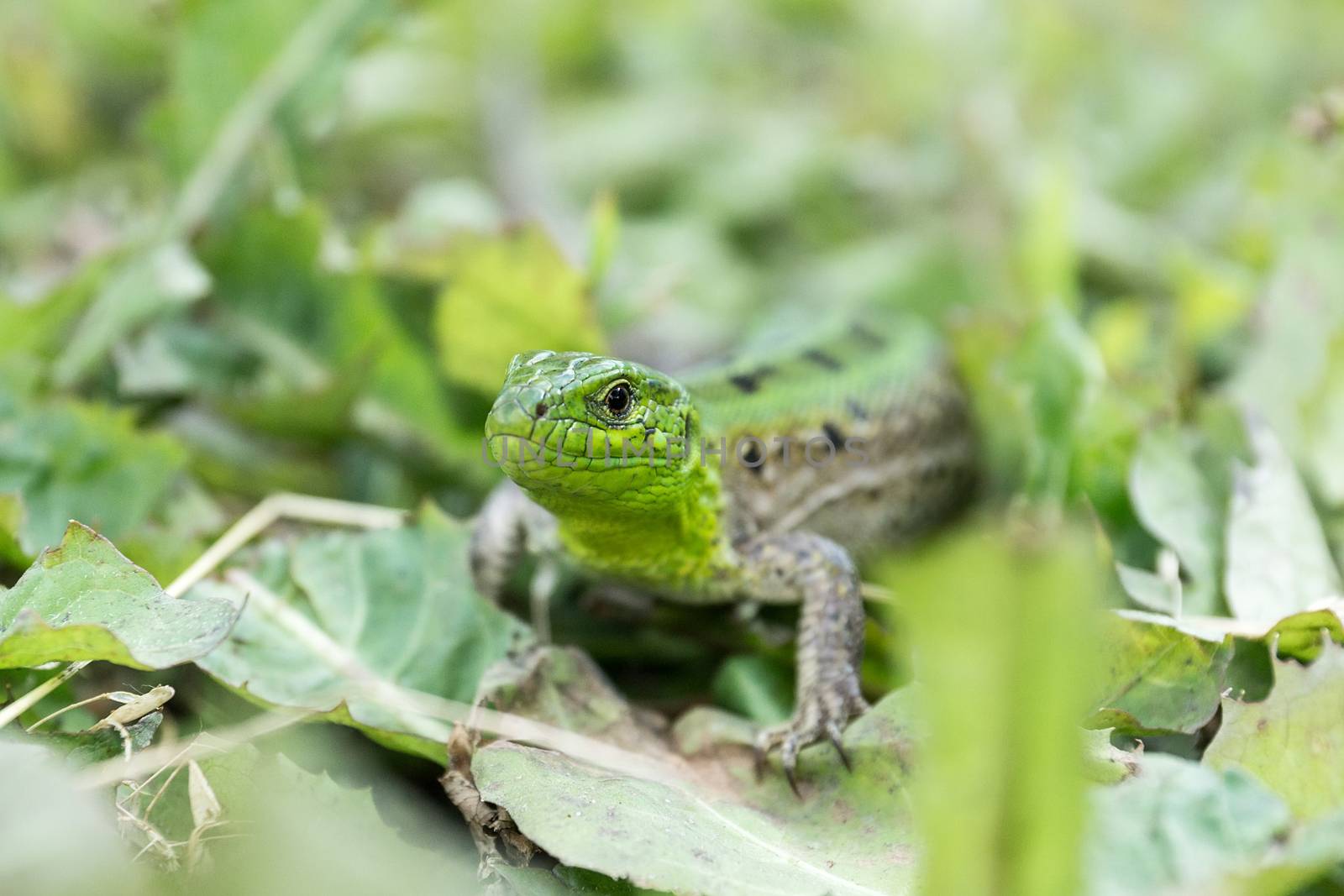 Green lizard (Lacerta agilis) sitting in the grass in garden