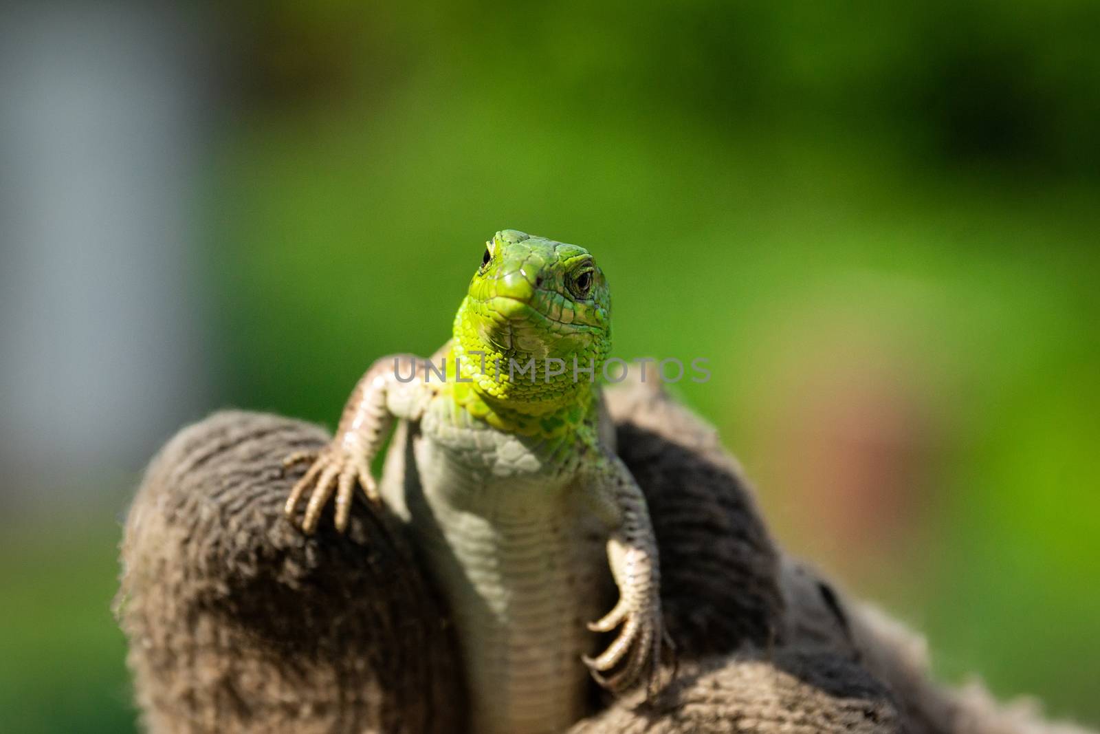 Green lizard in the grass by AlexBush