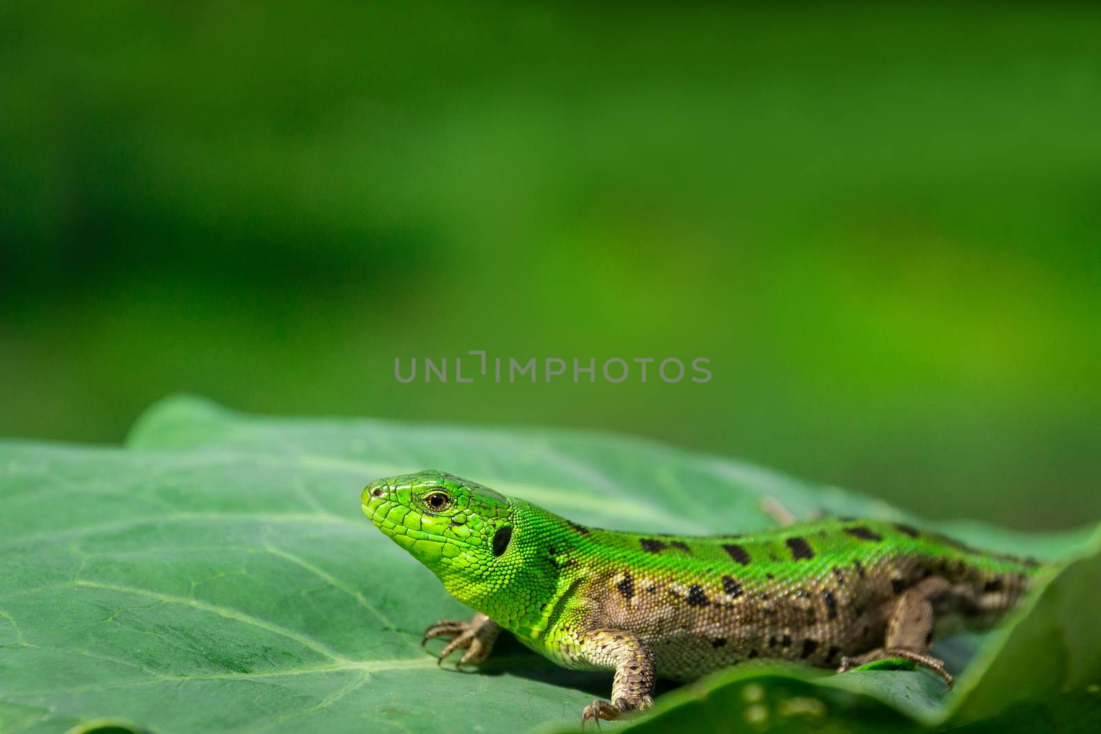 Green lizard (Lacerta agilis) sitting in the grass in garden