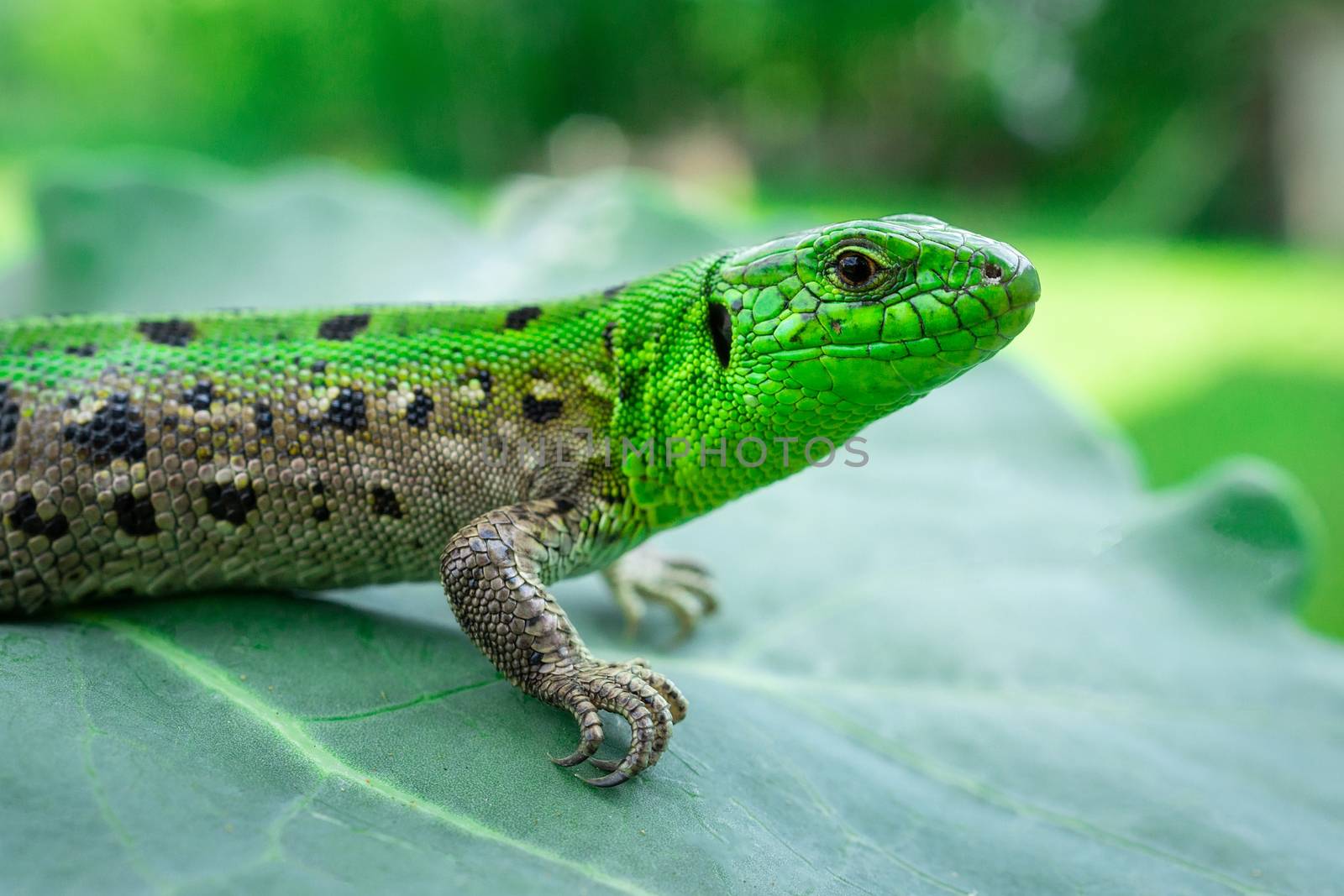 Green lizard (Lacerta agilis) sitting in the grass in garden