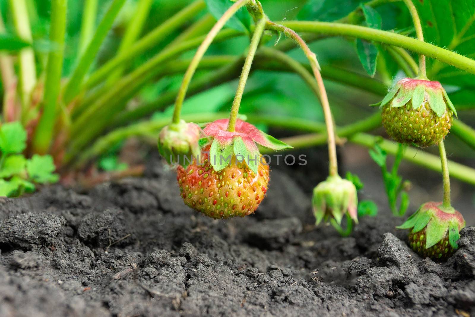 watering strawberry bush by AlexBush