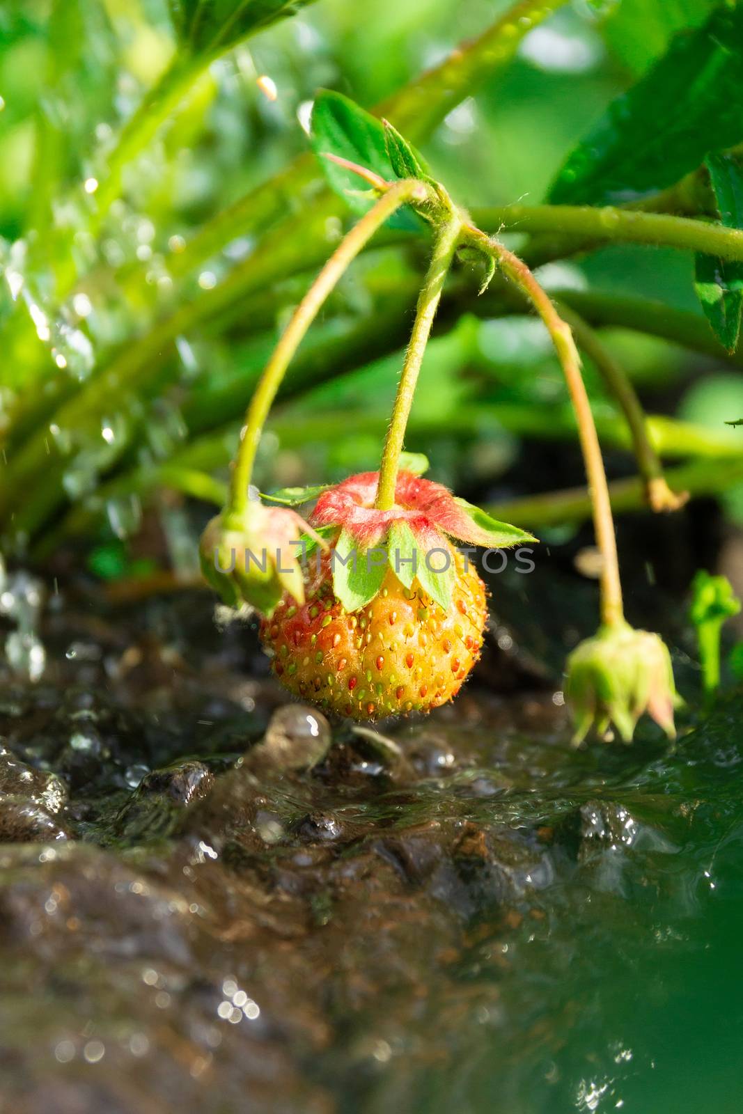 watering a strawberry bush on a vegetable garden from a watering can