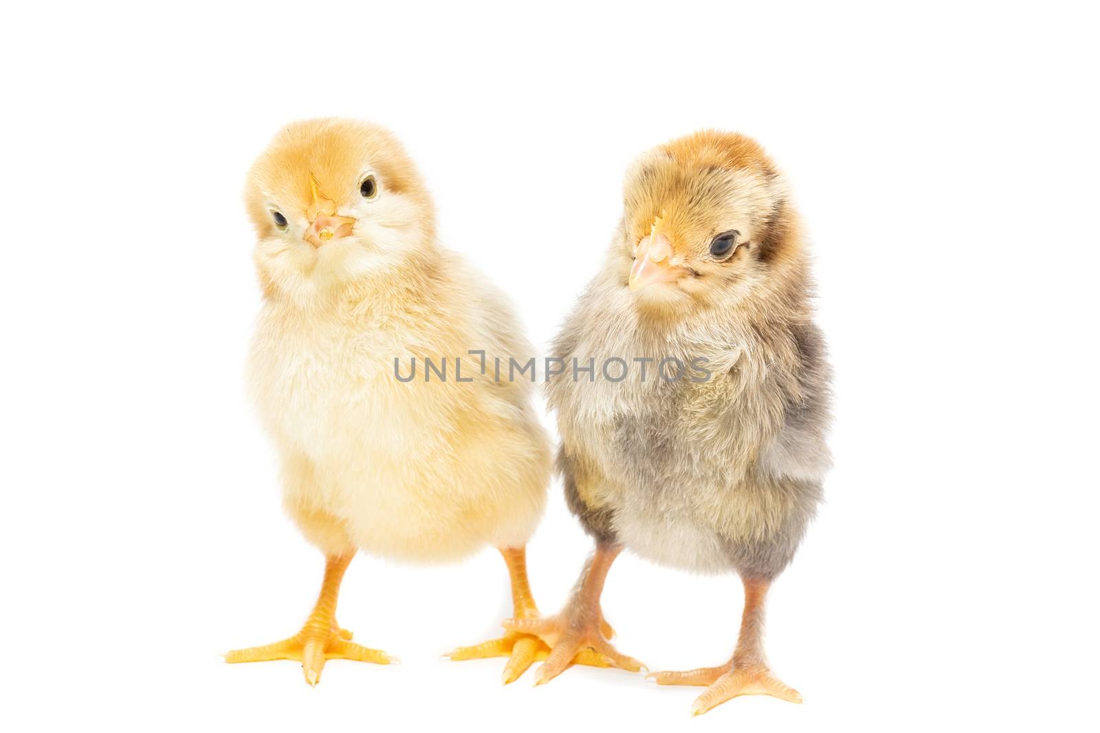 Two chickens on white background, isolation, village, summer