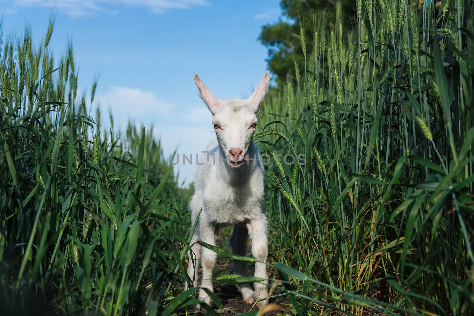 a small goat in a field of wheat