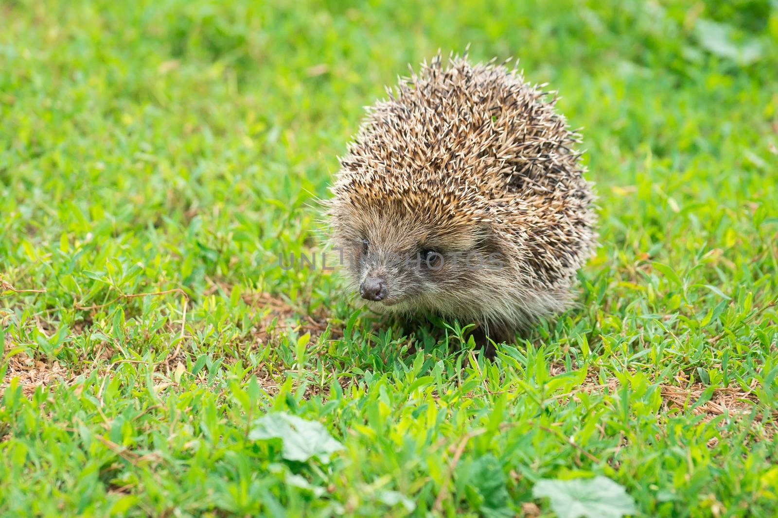 Hedgehog on green grass, hedgehog on nature