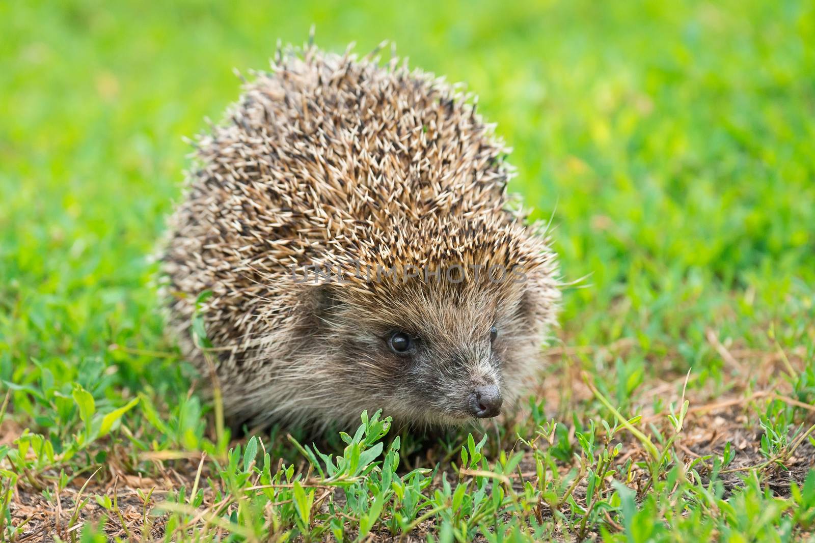 hedgehog on the grass by AlexBush