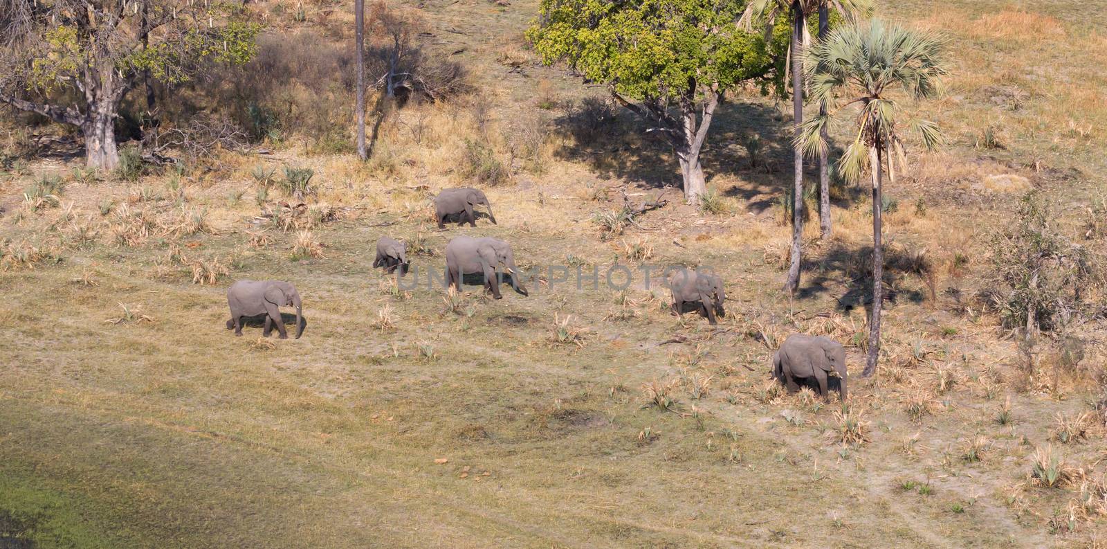 Elephants in the Okavango delta (Botswana), aerial shot