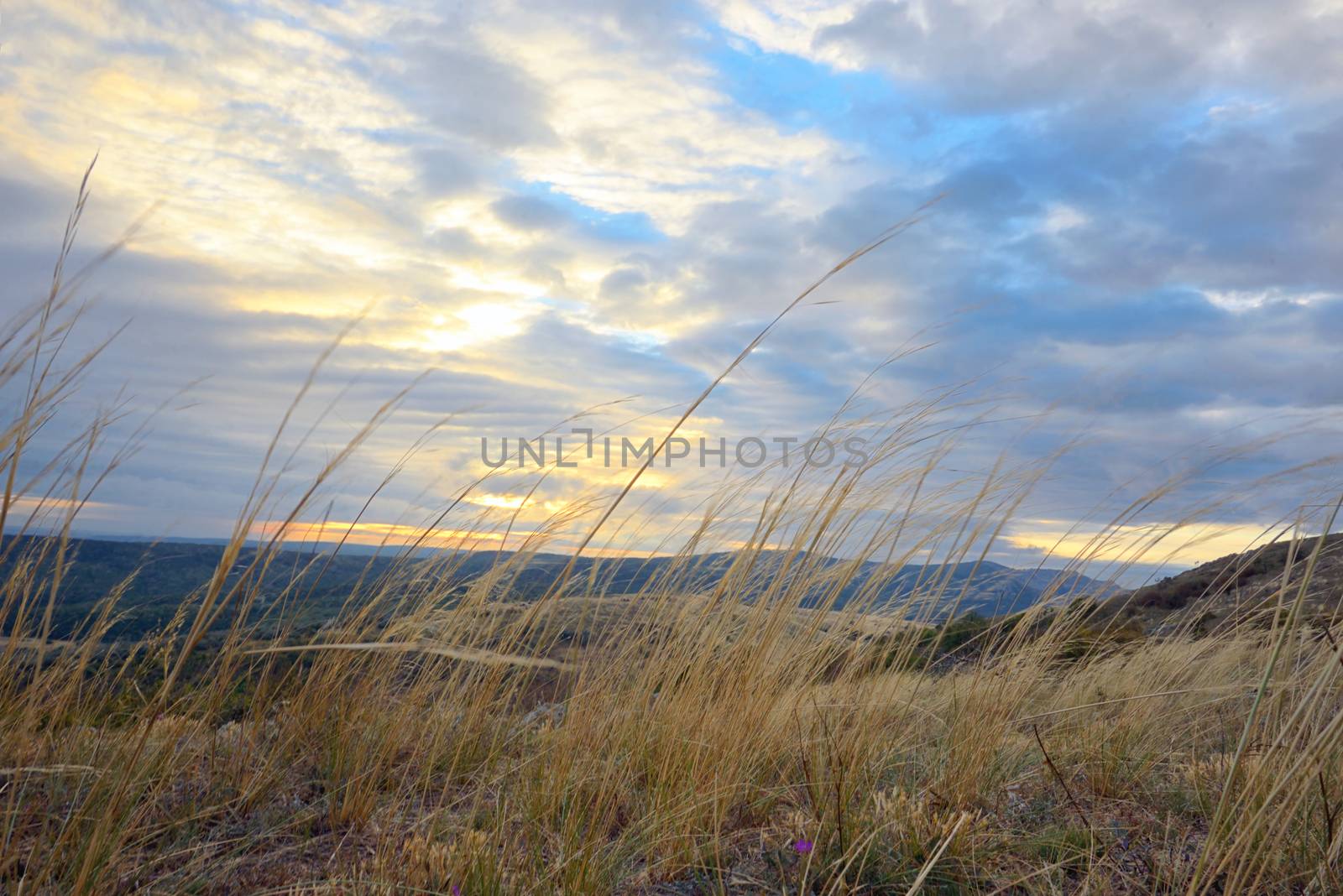 Sunrise and yellow grass on the top of the mountain