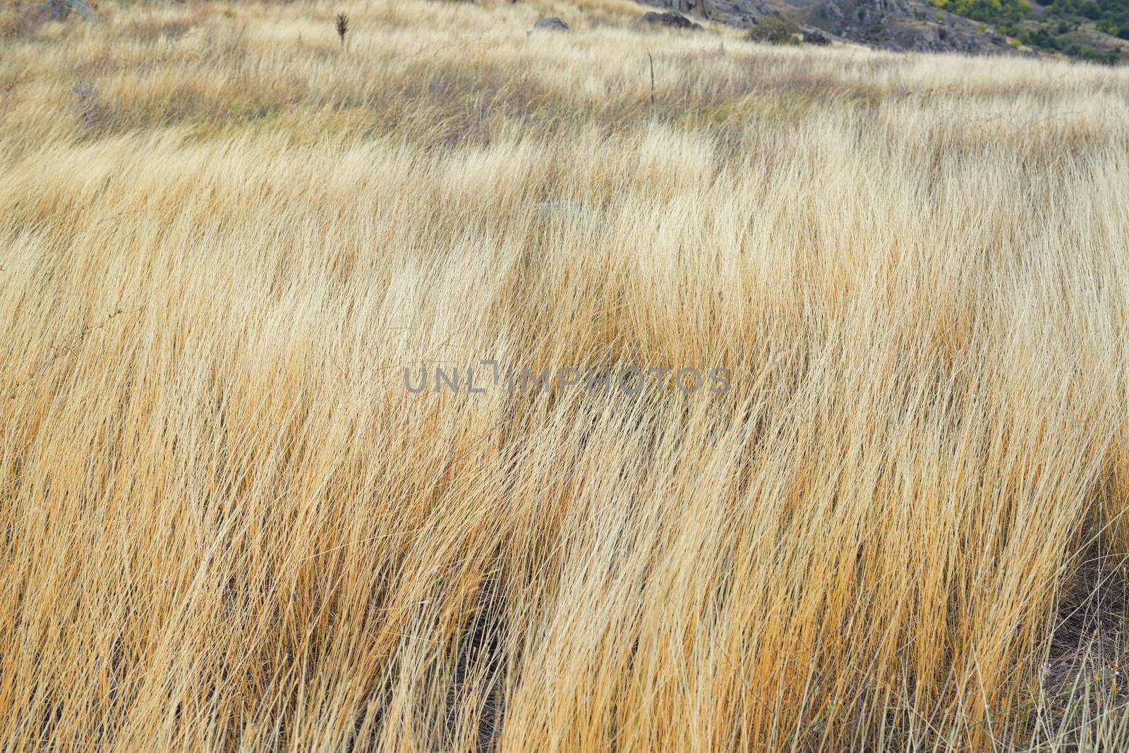 Yellow grass on the mountain in Macin, Romania