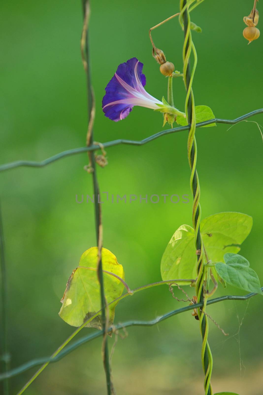 Blue flower of morning-glory (ipomoea) on fence