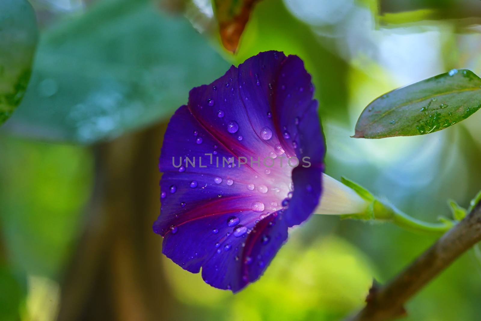 Blue flower of morning-glory (ipomoea) with drops of rain