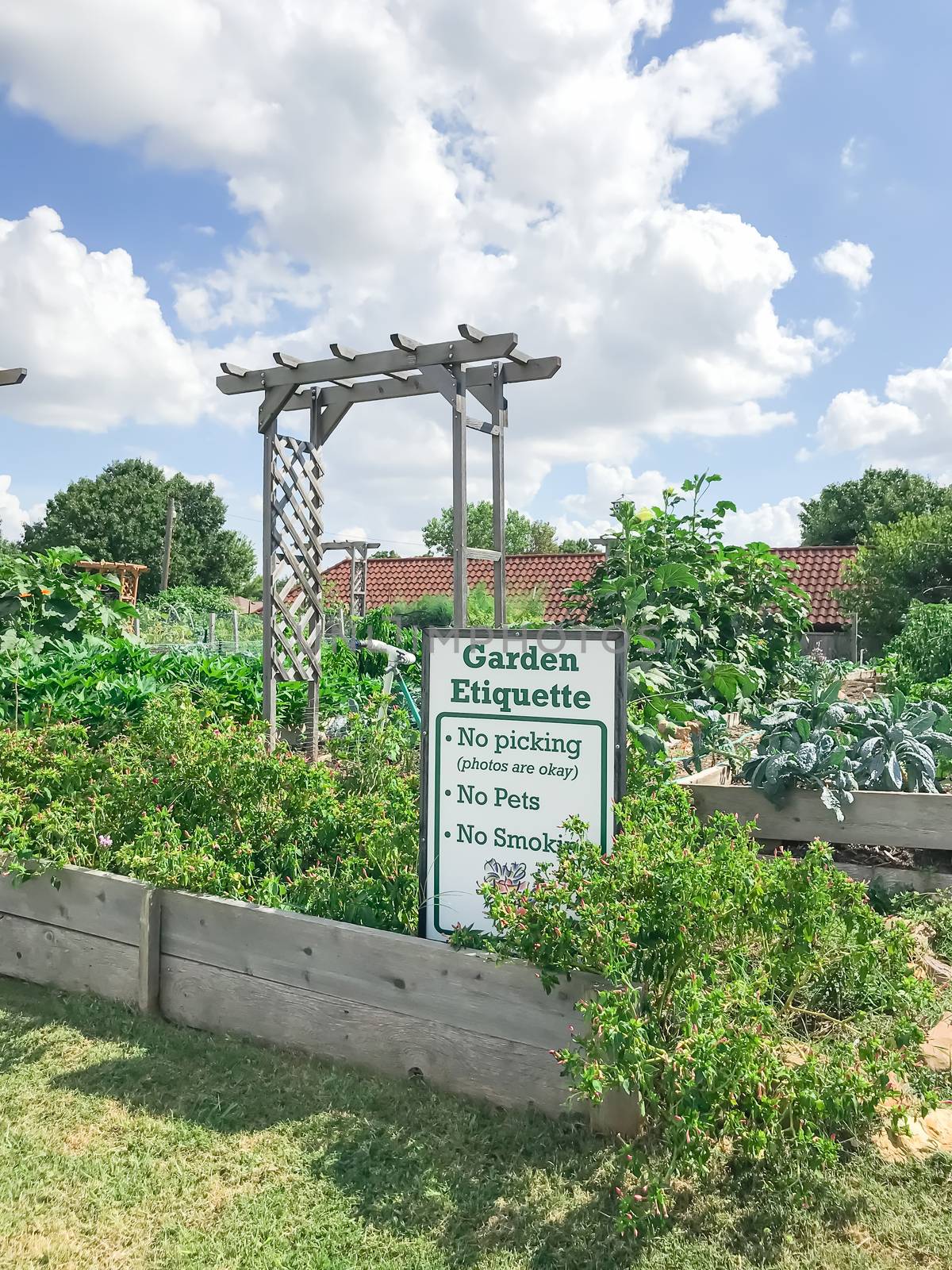 Urban growing community garden with green mature crops near Dallas, Texas by trongnguyen