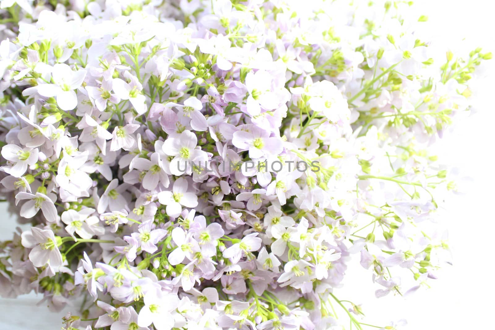 The picture shows many cuckoo flowers on white wooden boards.