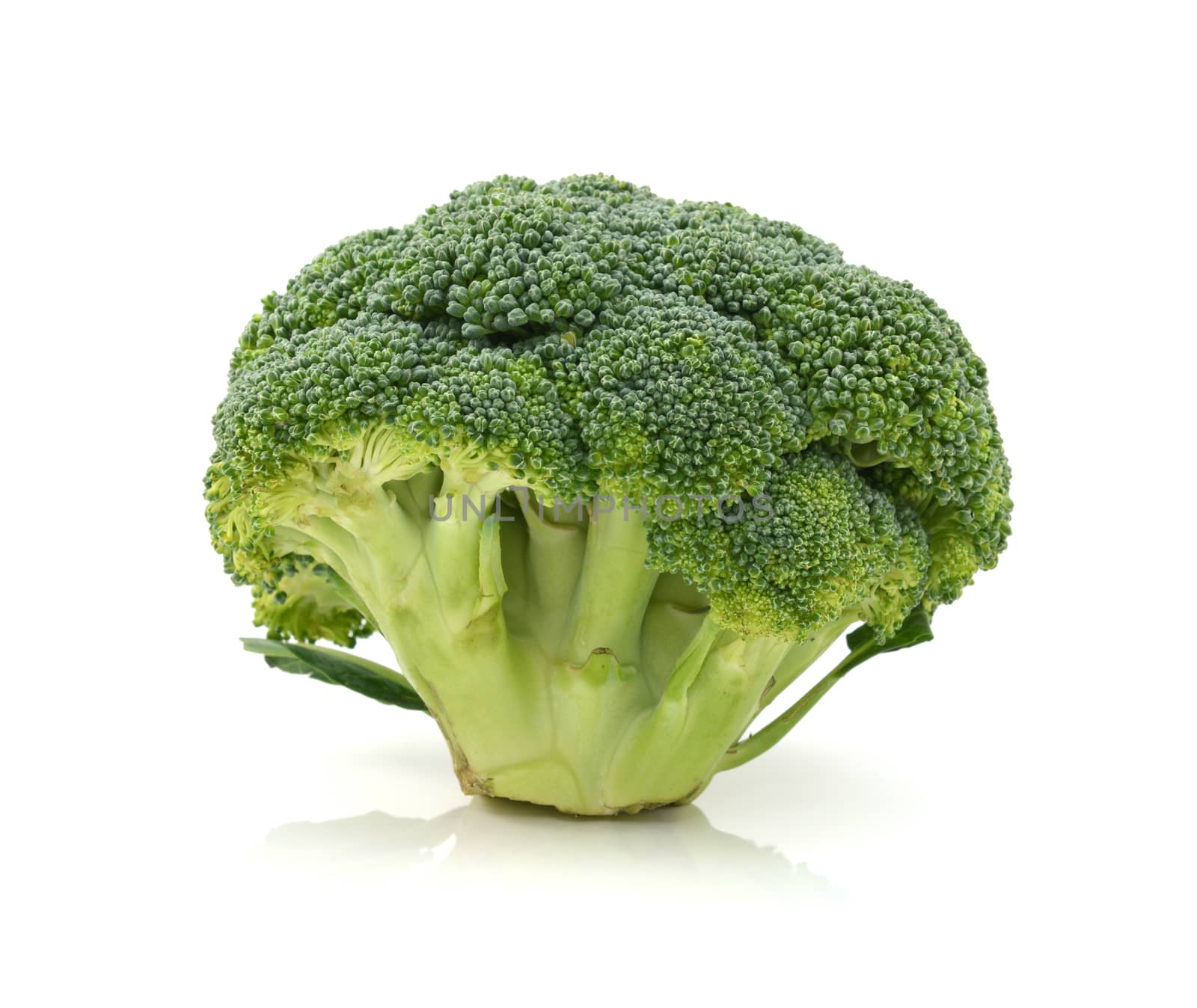 Fresh head of calabrese broccoli standing upright show individual florets and stalks on a white background