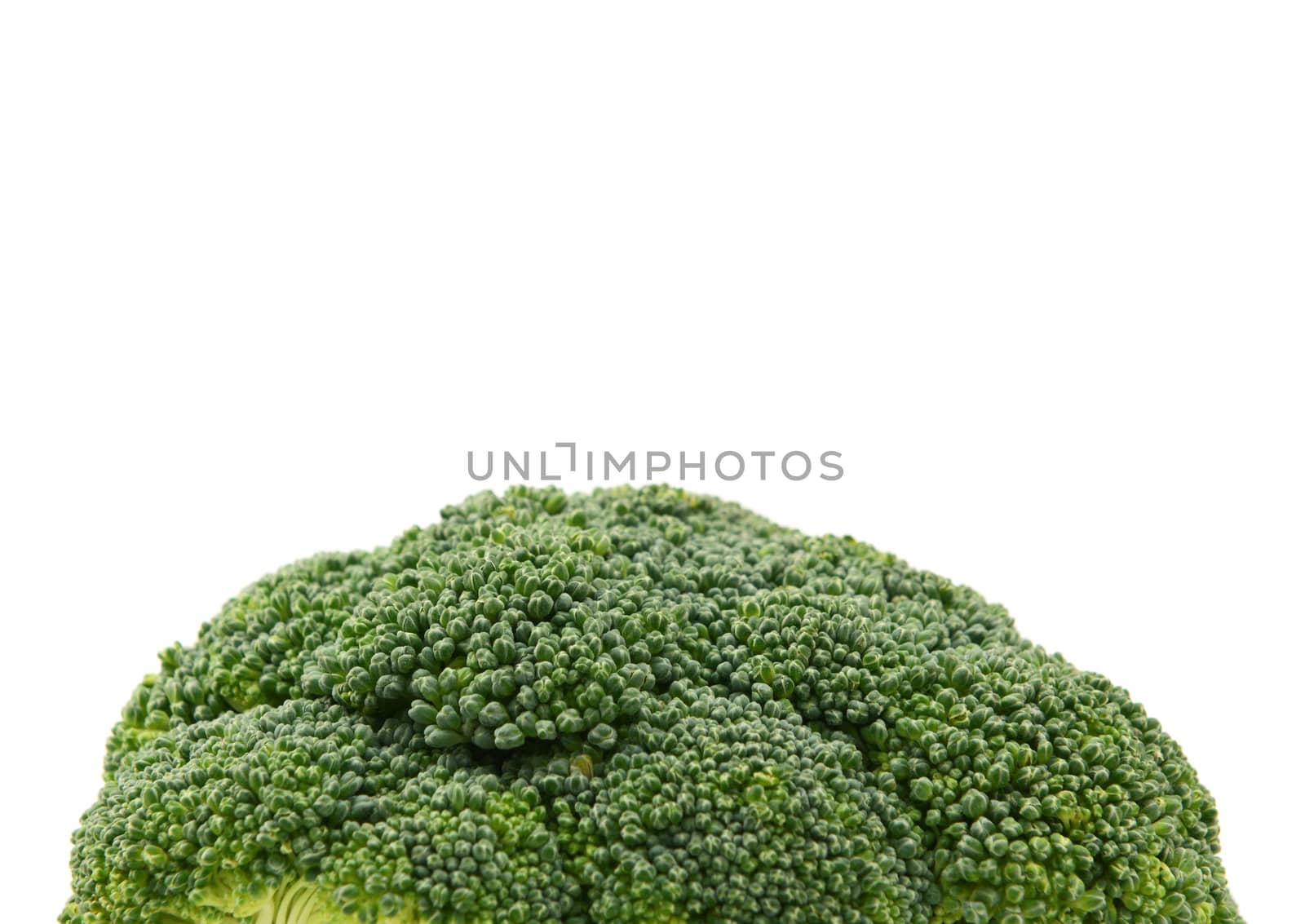 Close-up of a fresh green head of calabrese broccoli with copy space on a white background