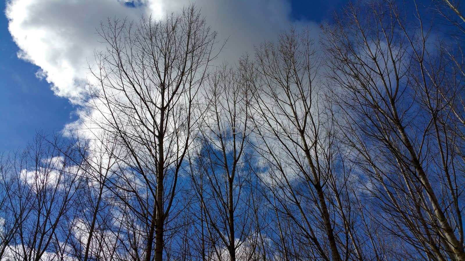a view from the bottom of a white cloud in the blue sky through the trees without leaves in a winter sunny day