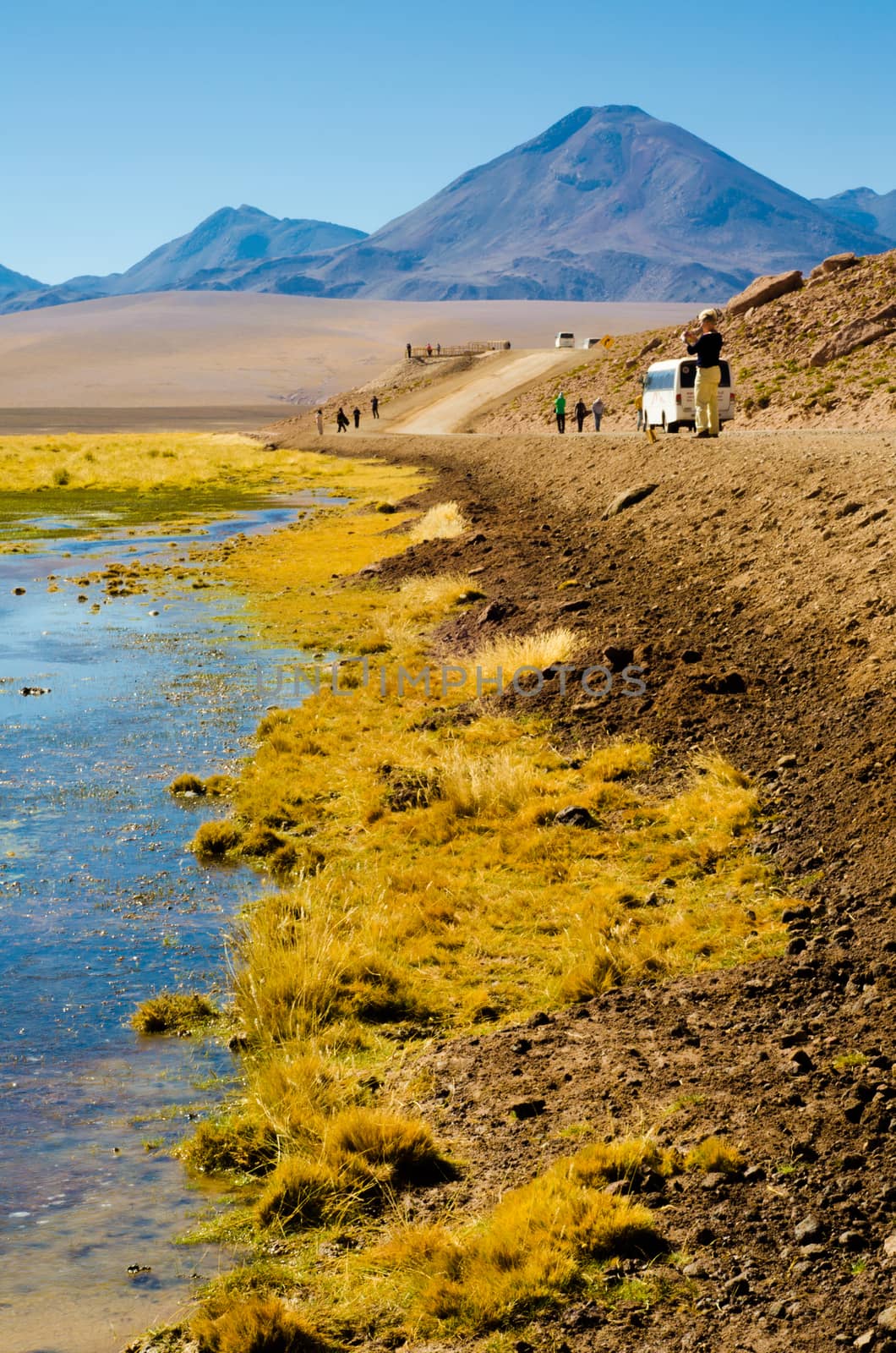 Grass at the edge of a natural lake near the Atacama desert, Chile