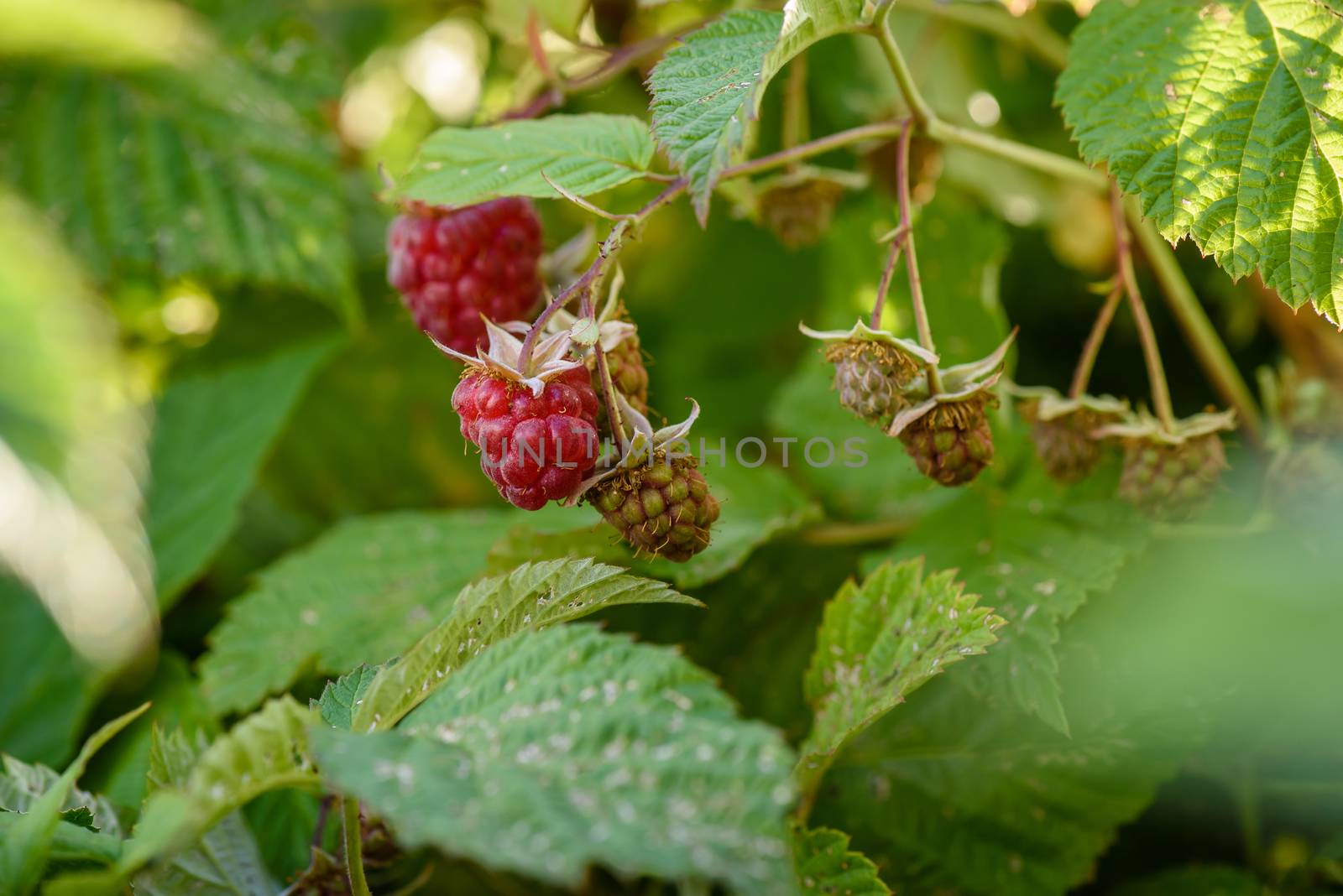 Raspberry bush with berries on branch in the garden by Seva_blsv