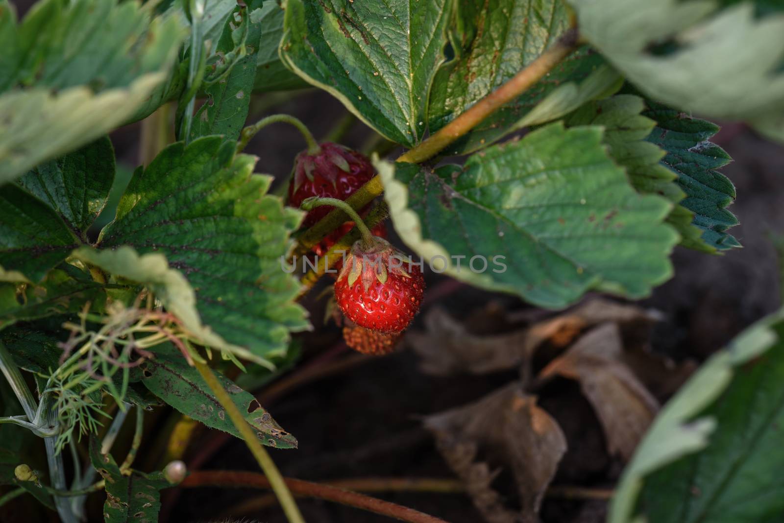 Ripe strawberries growing on a plant close up