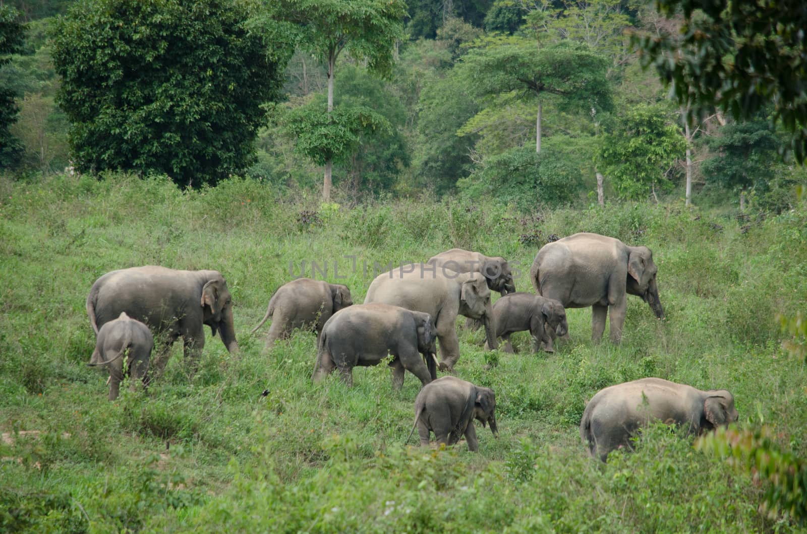 Asian elephants are the largest living land animals in Asia.Asian elephants are highly intelligent and self-aware.