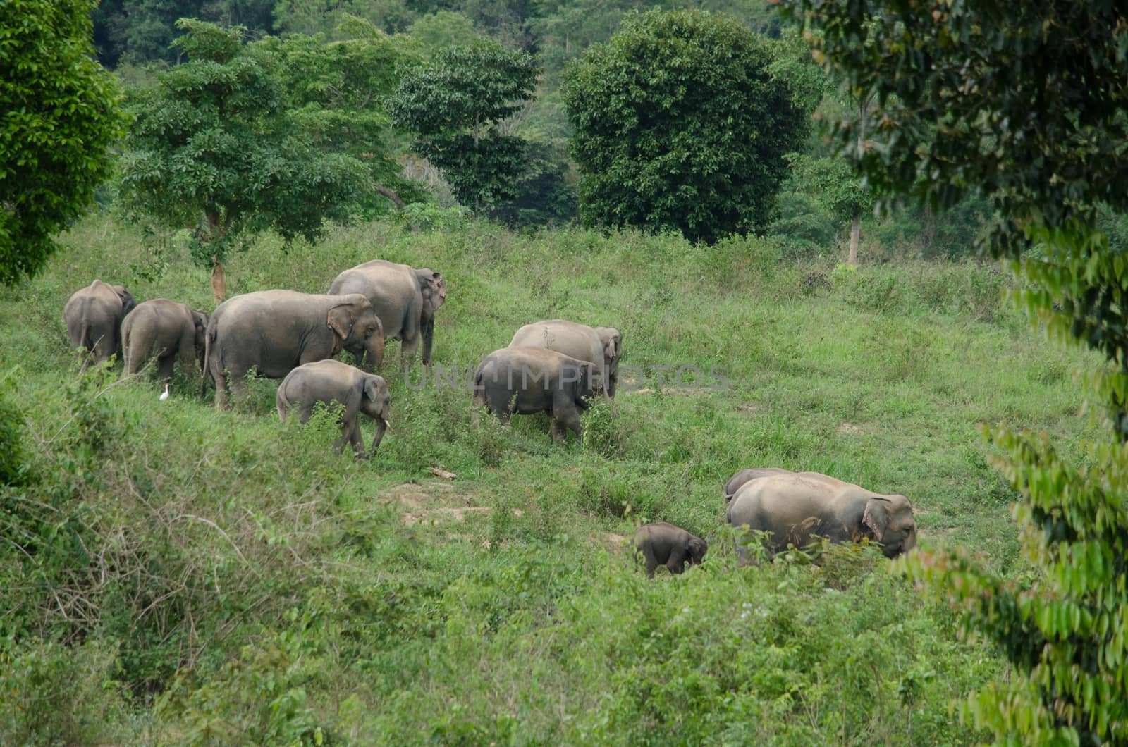 Asiatic Elephant is big five animal in asia by visanuwit