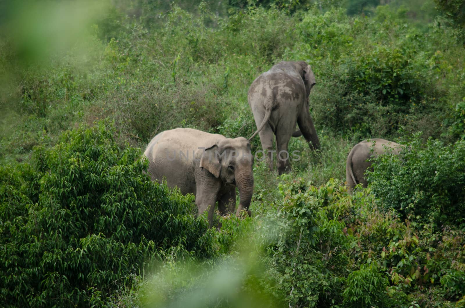 Asiatic Elephant is big five animal in asia by visanuwit