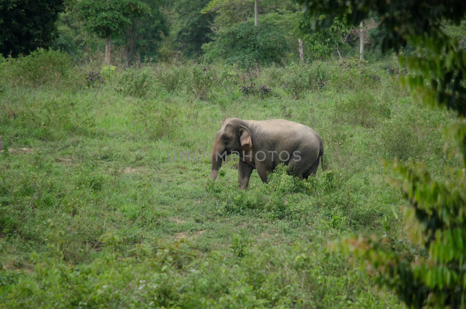 Asiatic Elephant is big five animal in asia by visanuwit