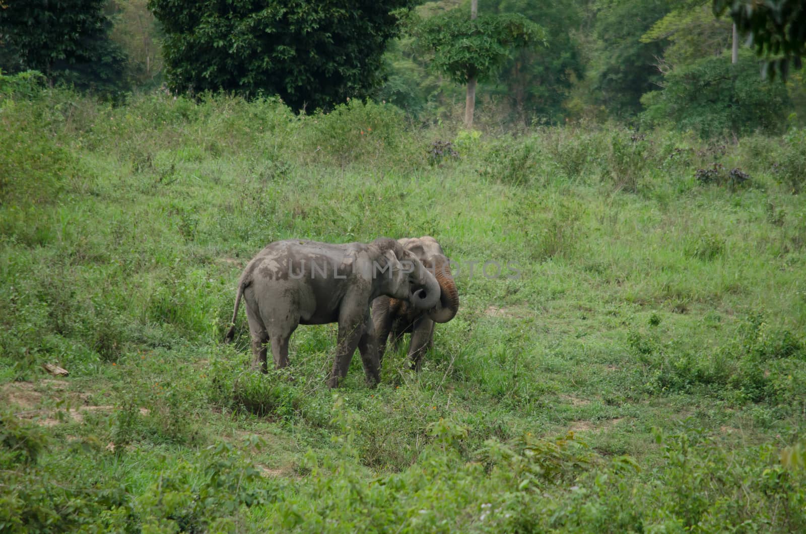 Asiatic Elephant is big five animal in asia by visanuwit