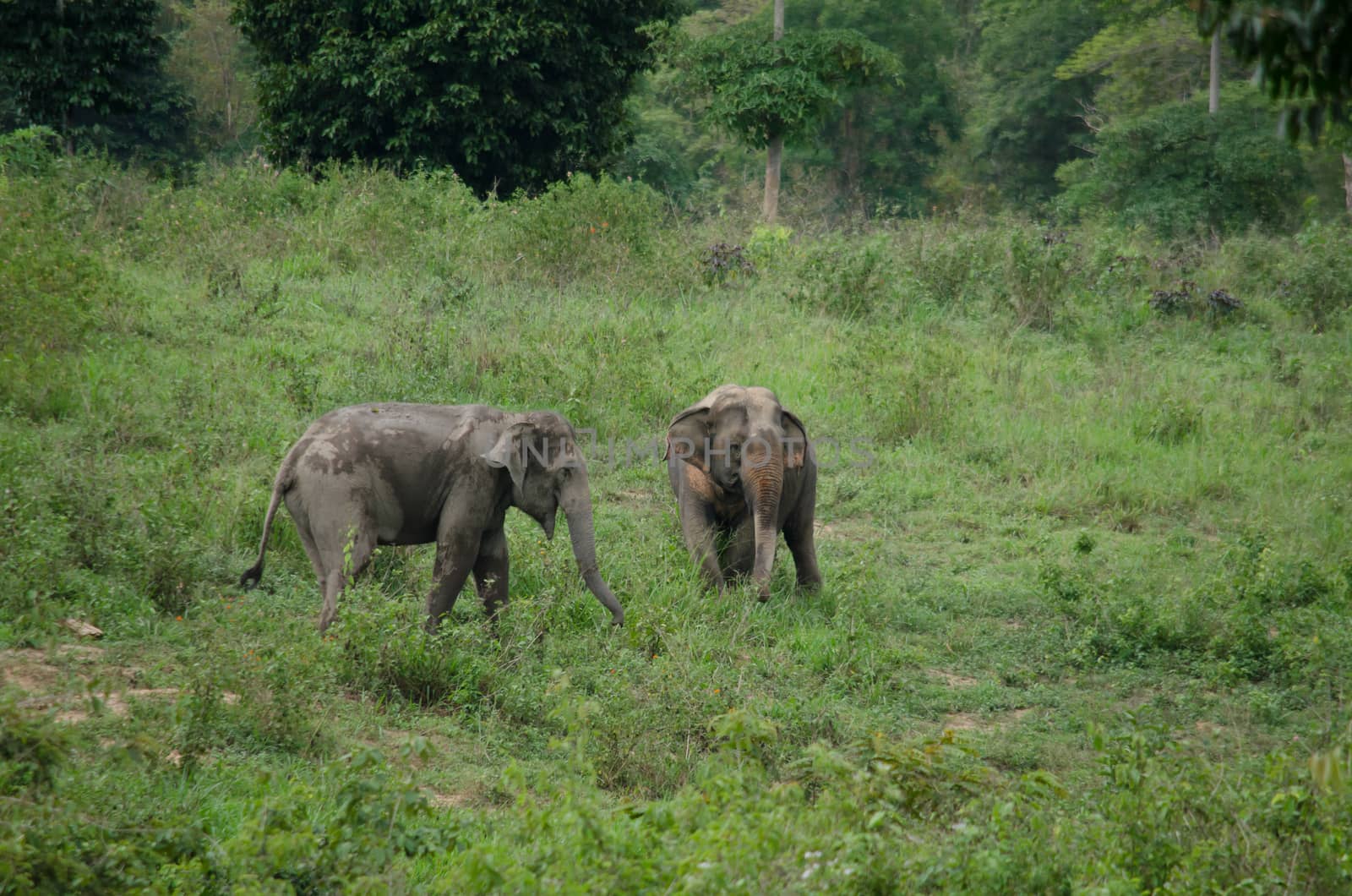 Asian elephants are the largest living land animals in Asia.Asian elephants are highly intelligent and self-aware.