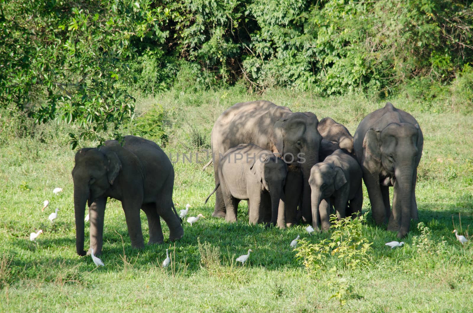 Asian elephants are the largest living land animals in Asia.Asian elephants are highly intelligent and self-aware.