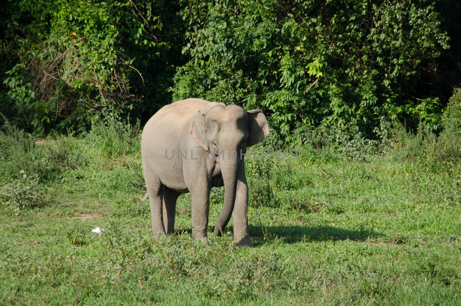 Asiatic Elephant is big five animal in asia by visanuwit