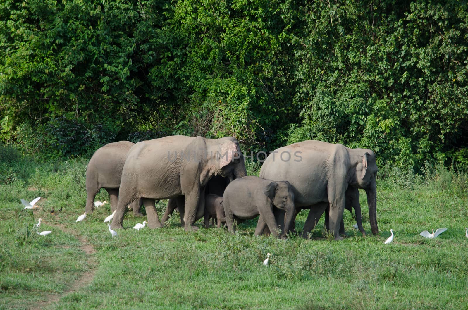 Asian elephants are the largest living land animals in Asia.Asian elephants are highly intelligent and self-aware.