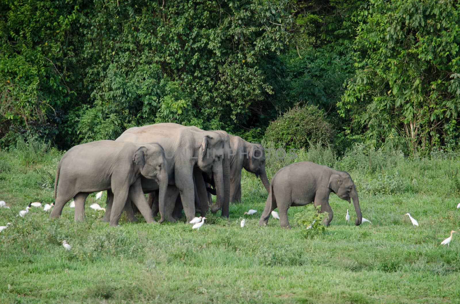 Asiatic Elephant is big five animal in asia by visanuwit