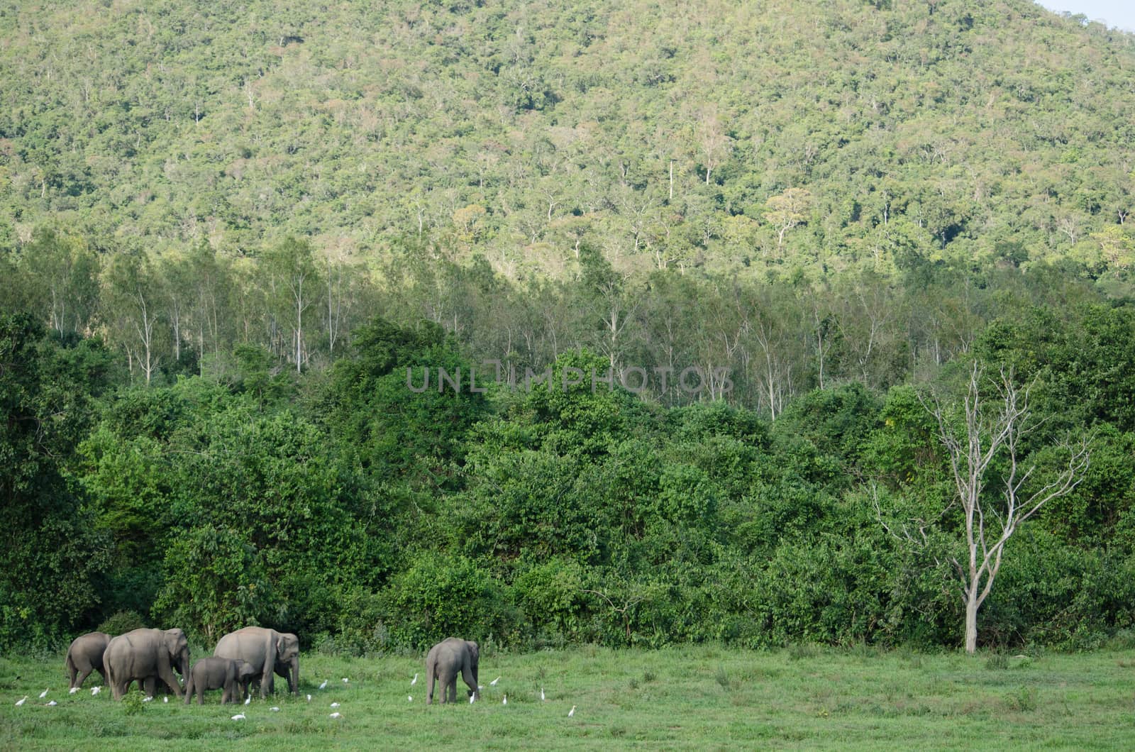 Asiatic Elephant is big five animal in asia by visanuwit