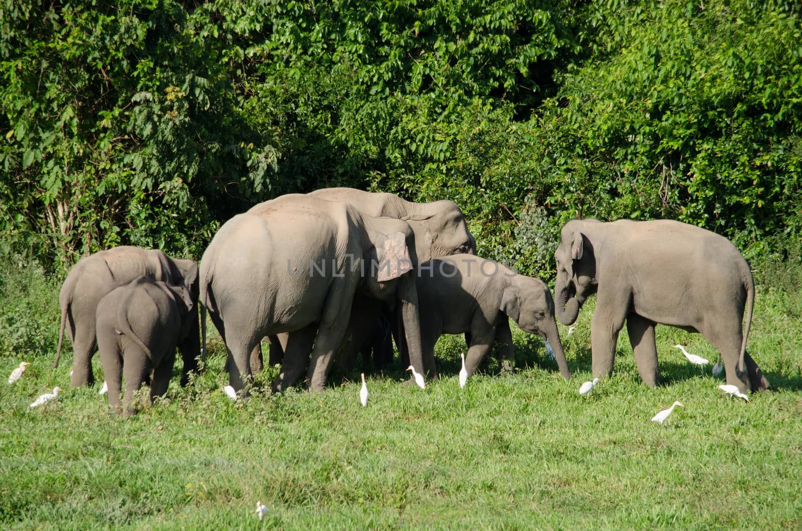 Asian elephants are the largest living land animals in Asia.Asian elephants are highly intelligent and self-aware.