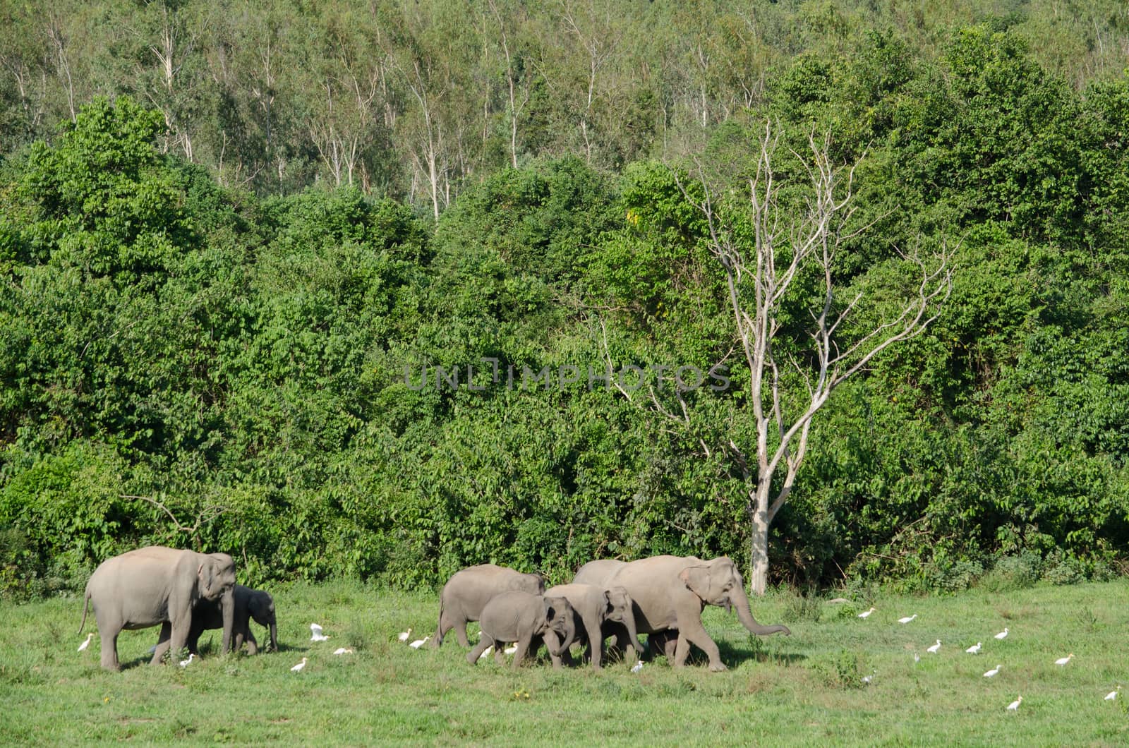 Asiatic Elephant is big five animal in asia by visanuwit