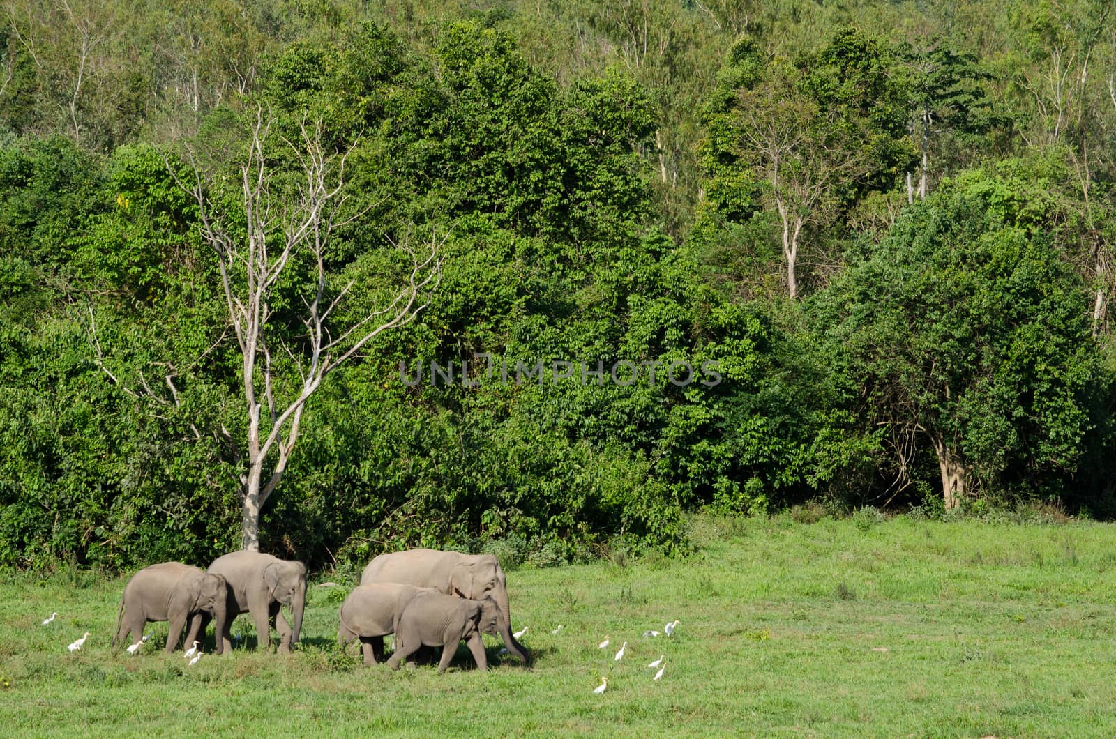 Asiatic Elephant is big five animal in asia by visanuwit