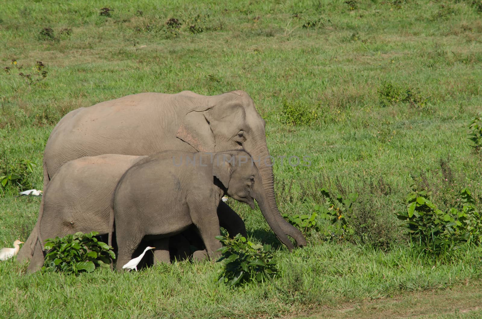 Asian elephants are the largest living land animals in Asia.Asian elephants are highly intelligent and self-aware.