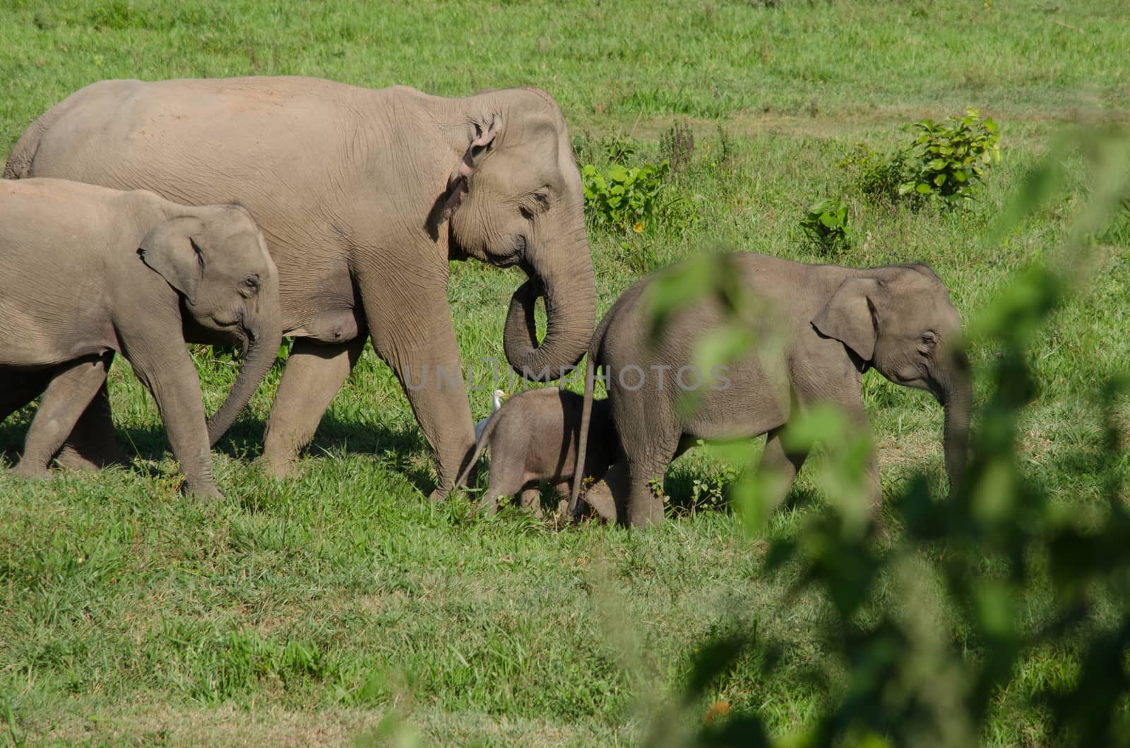 Asiatic Elephant is big five animal in asia by visanuwit