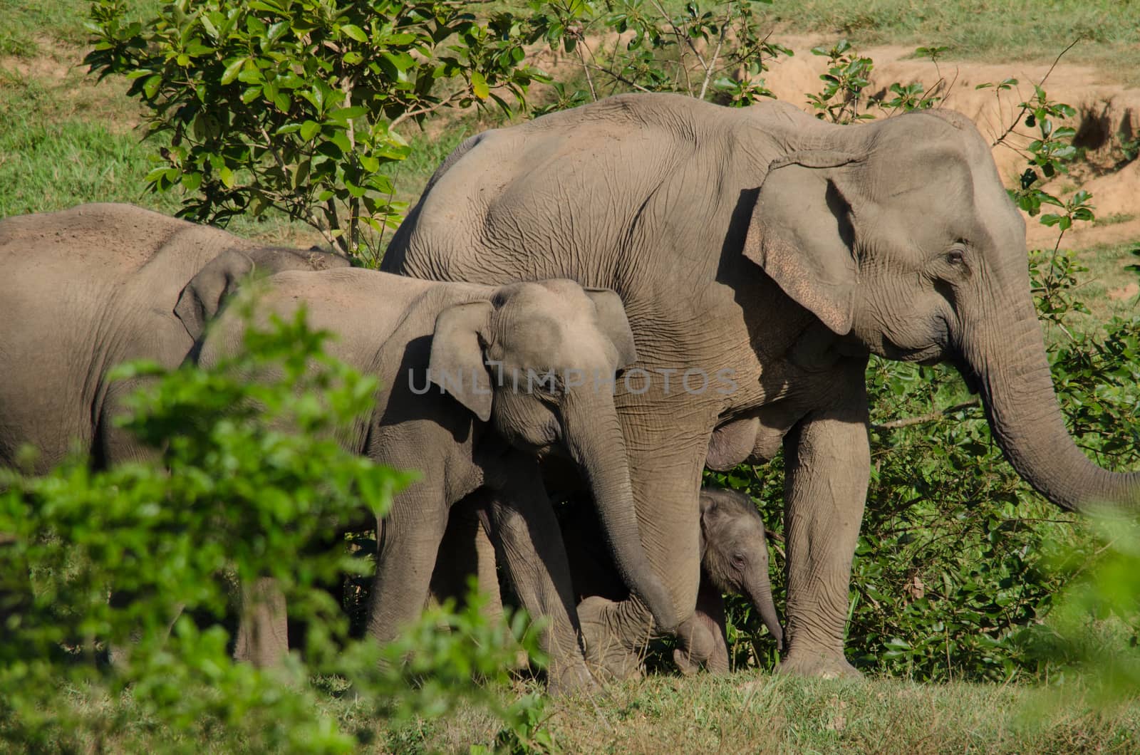 Asiatic Elephant is big five animal in asia by visanuwit