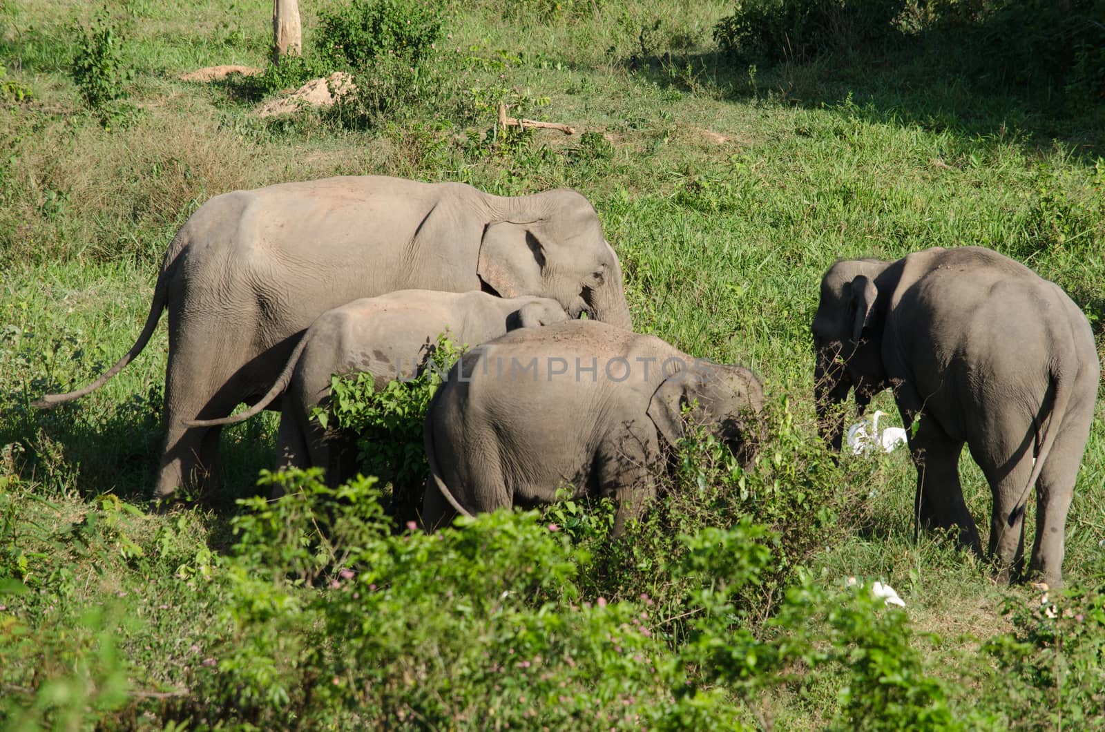 Asiatic Elephant is big five animal in asia by visanuwit