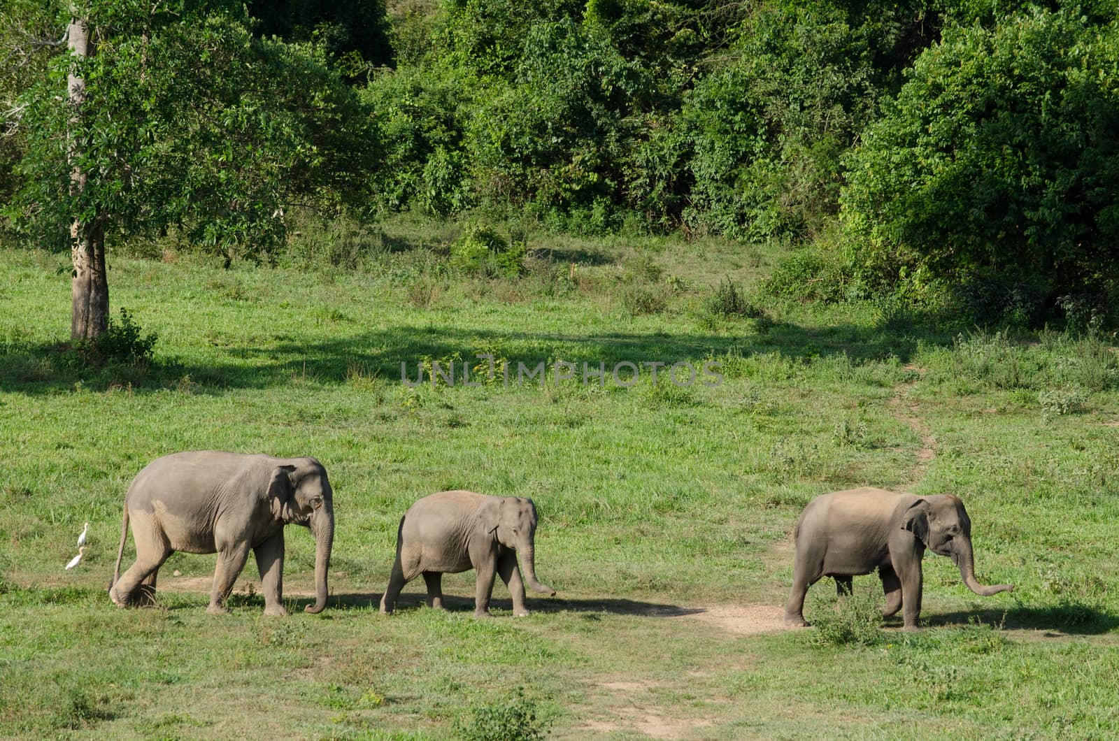 Asiatic Elephant is big five animal in asia by visanuwit