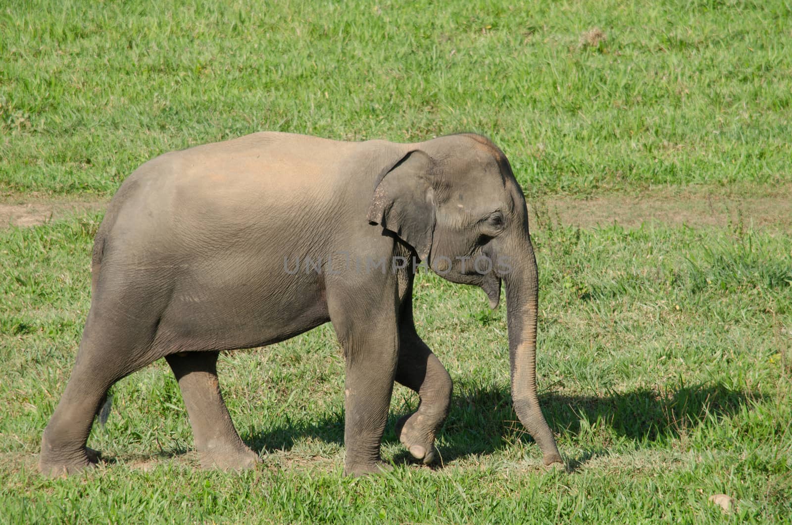 Asiatic Elephant is big five animal in asia by visanuwit