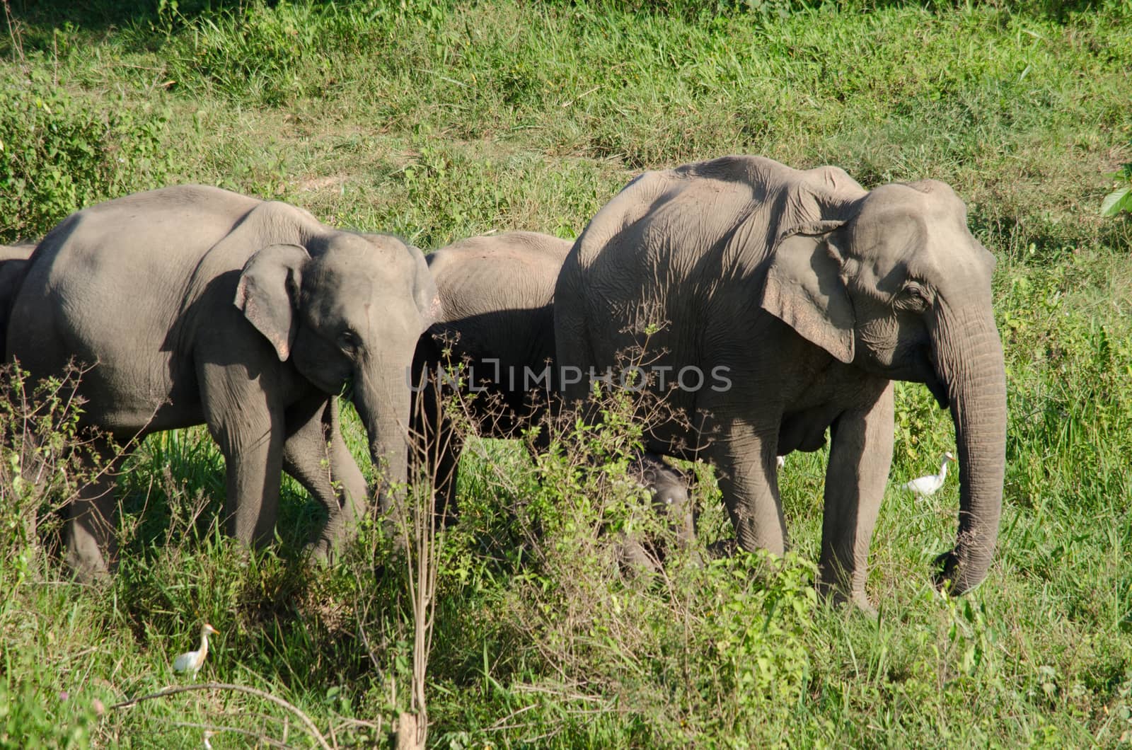 Asiatic Elephant is big five animal in asia by visanuwit