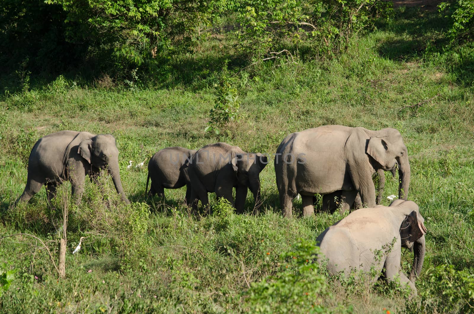 Asiatic Elephant is big five animal in asia by visanuwit