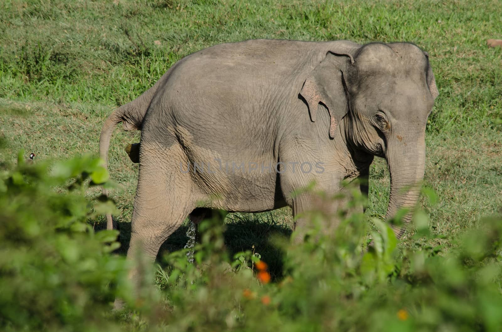 Asiatic Elephant is big five animal in asia by visanuwit