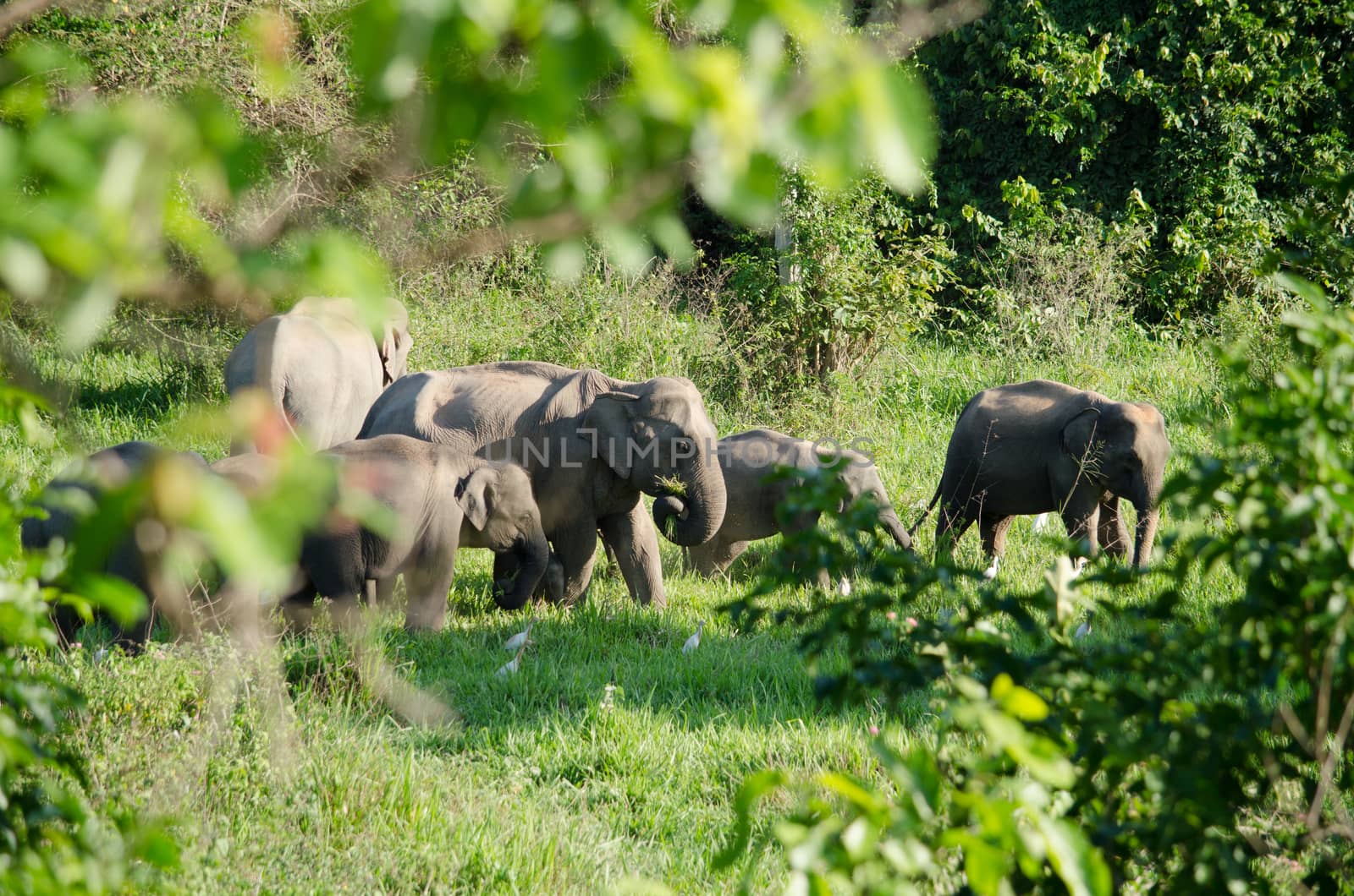 Asian elephants are the largest living land animals in Asia.Asian elephants are highly intelligent and self-aware.